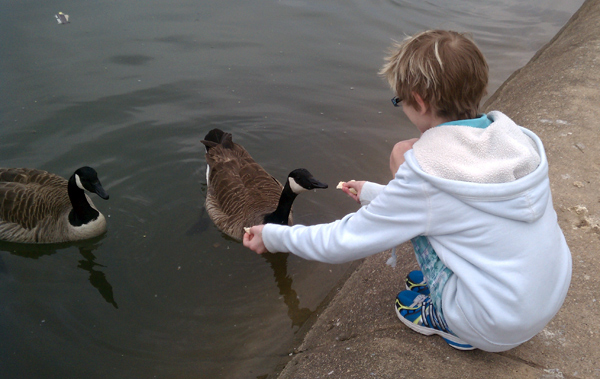 Feeding geese at a lake