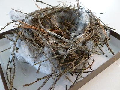 Found birds' nest
