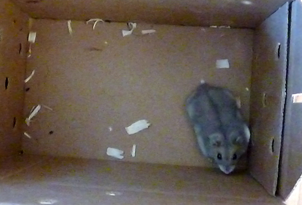 New hamster in box from PetSmart