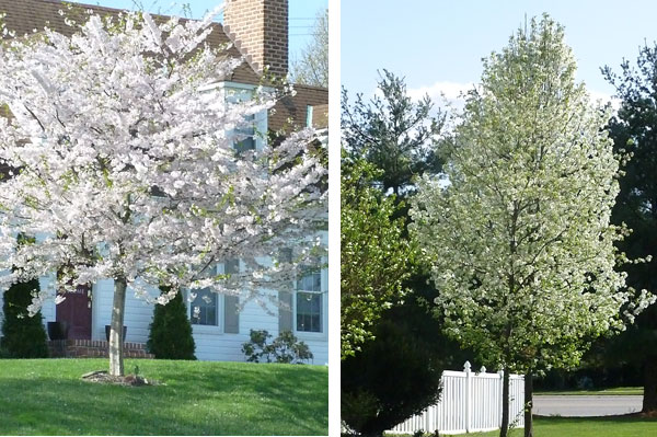 Trees in our neighborhood