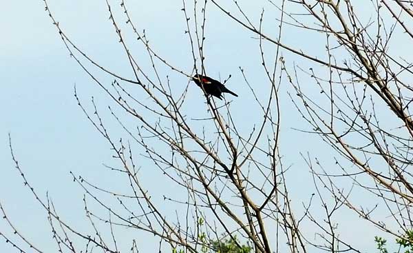 Red-winged blackbird in Pennsylvania