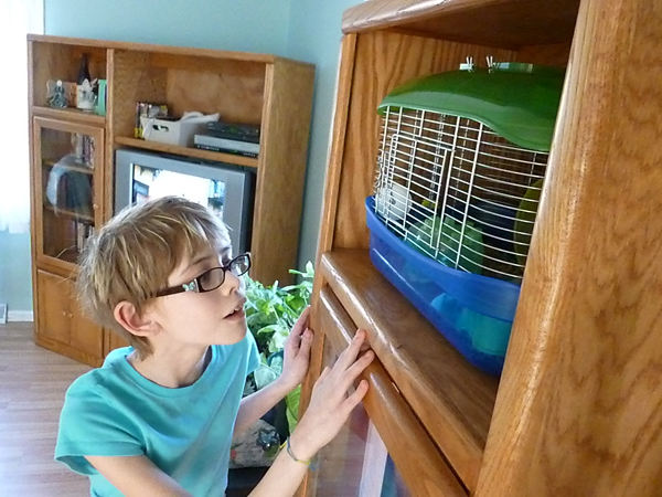 Looking into our new hamster's cage