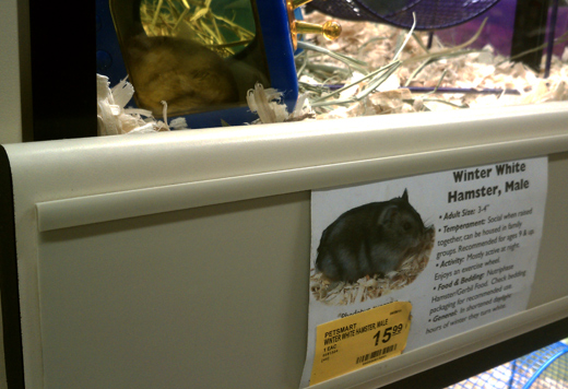 petsmart hamsters prices