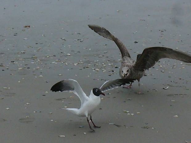 Real-life Angry Birds on the beach