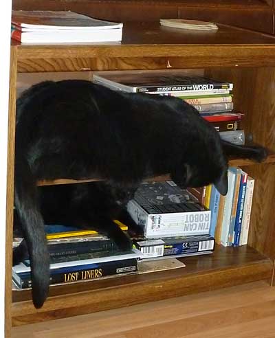 Cats on bookshelf