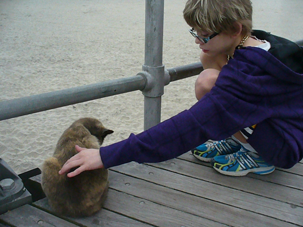 The Atlantic City boardwalk cats