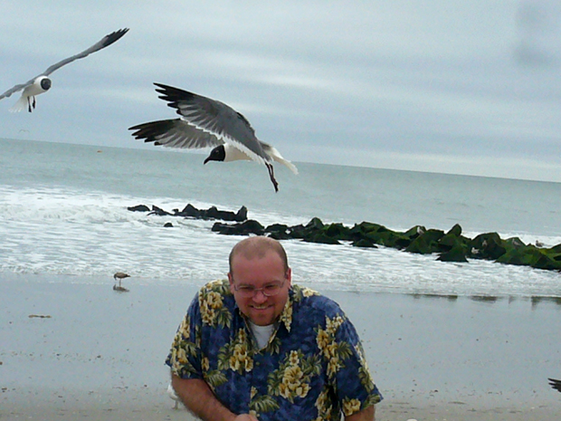 Seagulls attack!