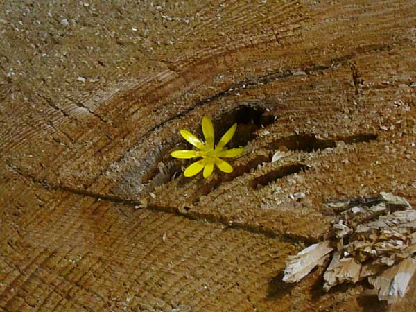 Tree with flower