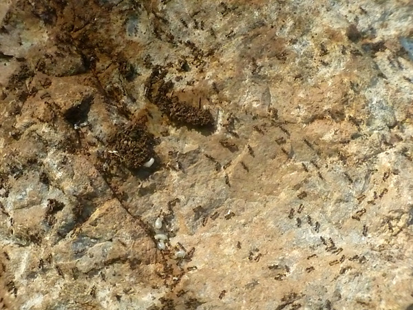 Ants under a rock