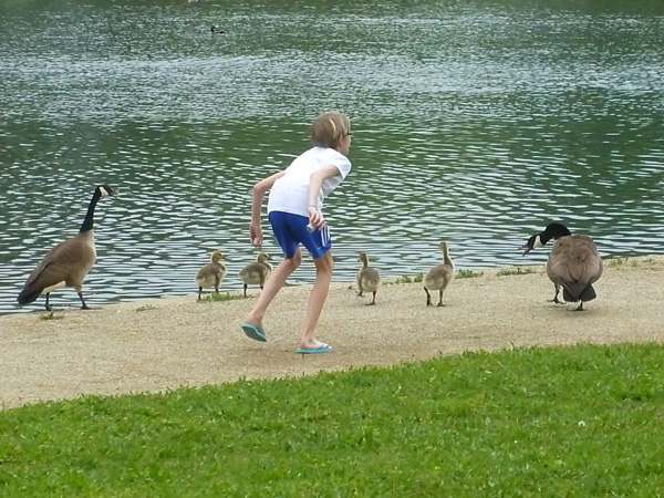 Pretending to be a goose at Kiwanis Lake in York