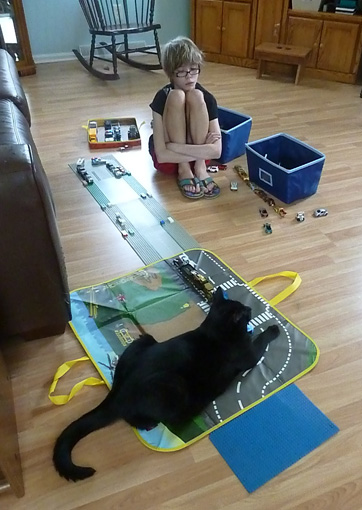 Cat playing with toy cars