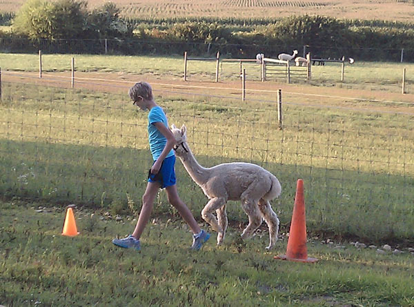 Alpaca going through obstacle course cones