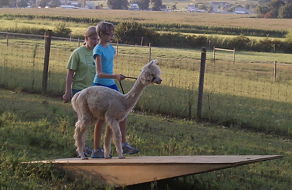 Alpaca going through obstacle course teeter-totter