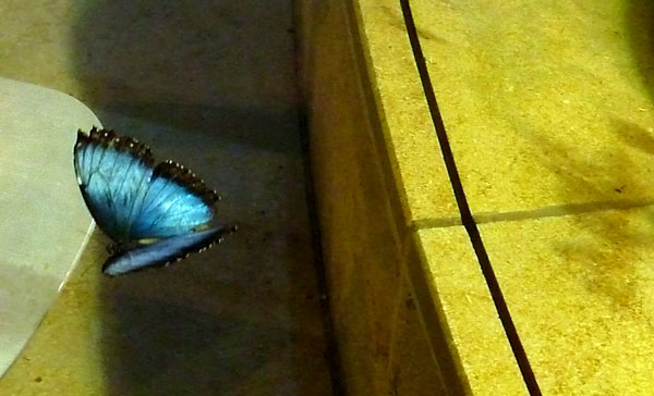 Blue Morpho butterfly at the Butterfly Experience at the Smithsonian Museum of Natural History in Washington, D.C.