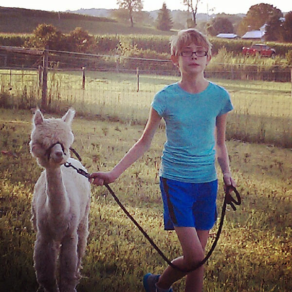 Alpaca going through obstacle course