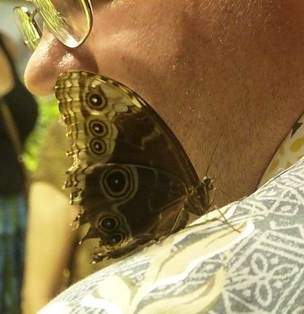 Butterfly Experience at the Smithsonian Museum of Natural History in Washington, D.C.