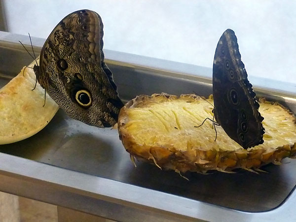 Butterfly Experience at the Smithsonian Museum of Natural History in Washington, D.C.