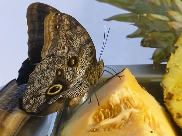 Butterfly Experience at the Smithsonian Museum of Natural History in Washington, D.C.