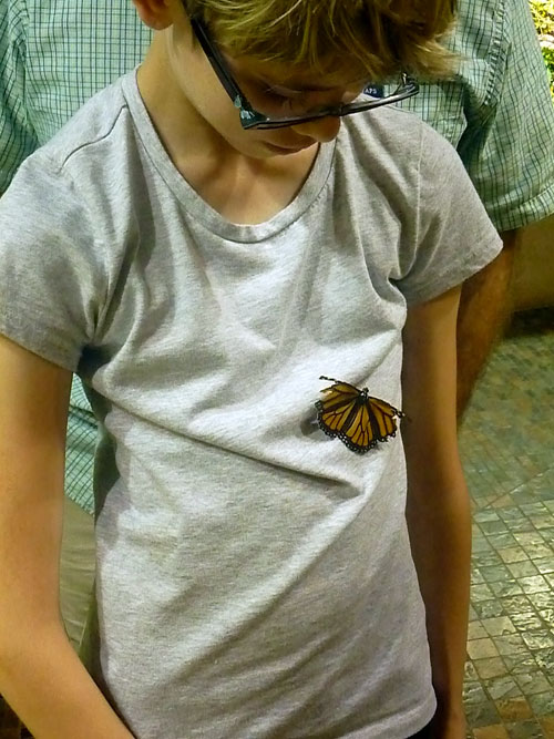 Butterfly Experience at the Smithsonian Museum of Natural History in Washington, D.C.
