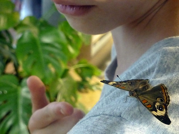 Butterfly Experience at the Smithsonian Museum of Natural History in Washington, D.C.