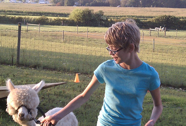 Alpaca going through obstacle course