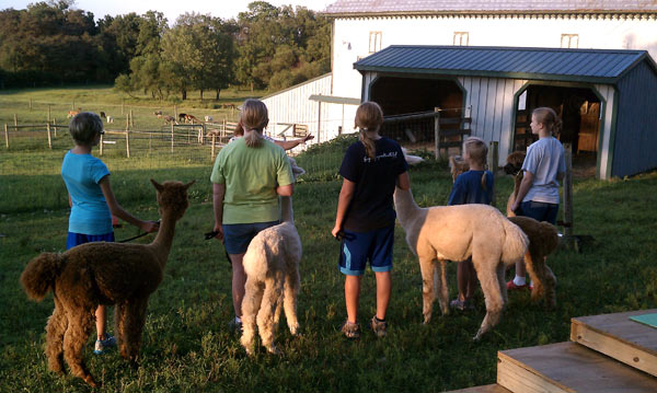 4-H alpaca club members practice showmanship