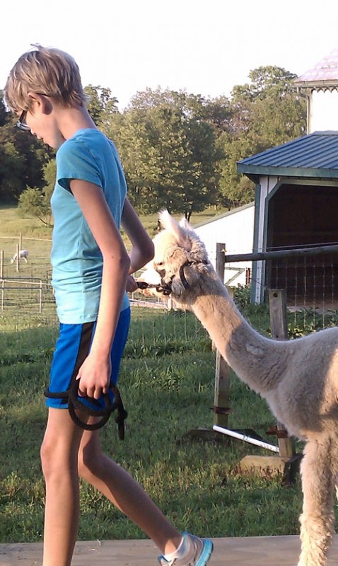 Alpaca going through obstacle course