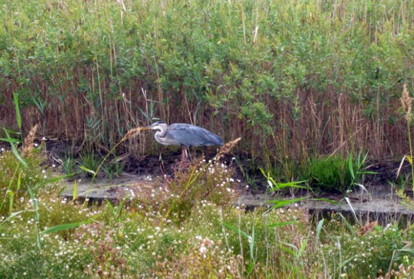 Great blue heron at Assateague Island