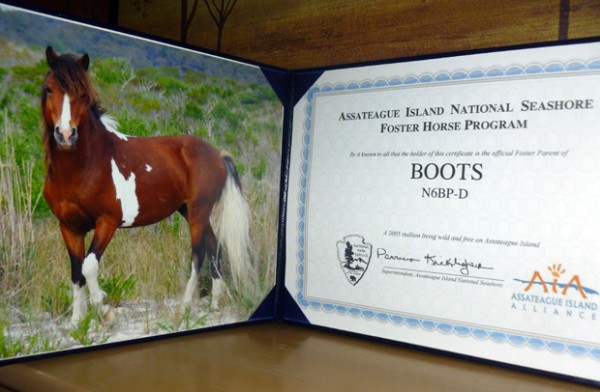 Adopting a horse on Assateague Island