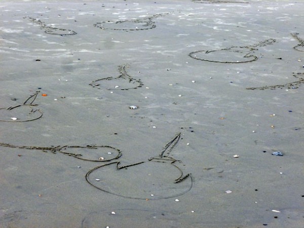 Horseshoe crab art drawn on the beach at Assateague Island
