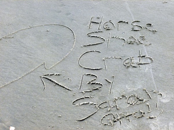 Horseshoe crab art drawn on the beach at Assateague Island