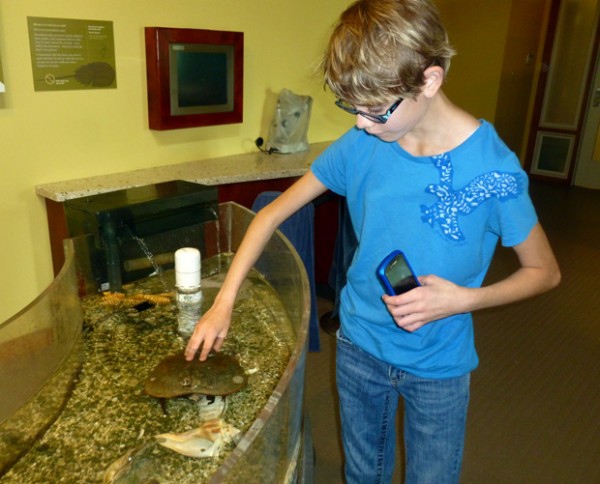 Petting a horseshoe crab at Assateague Island