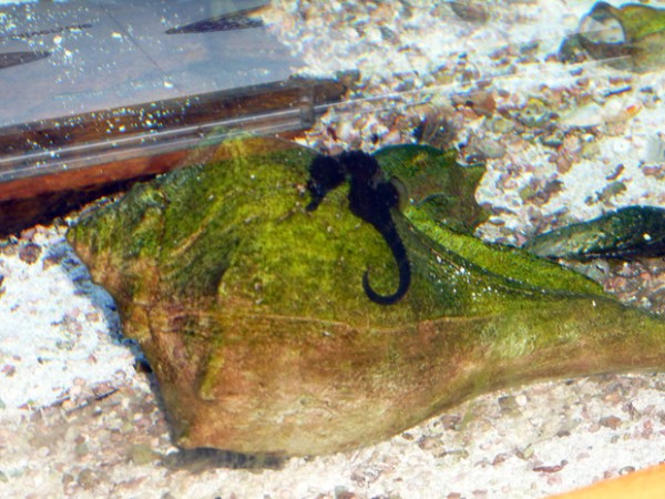 Seahorse at Assateague Island