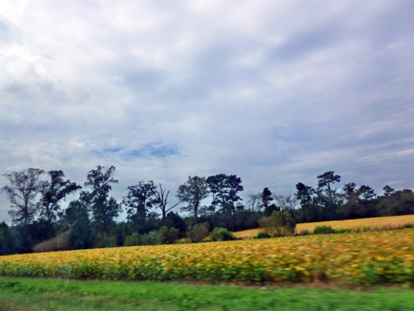 Virginia farmland outside of Chincoteague