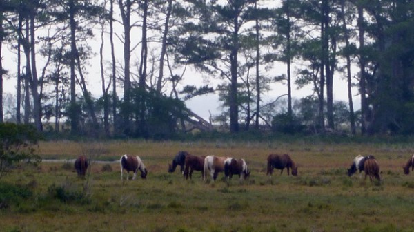 Wild ponies at Chincoteague