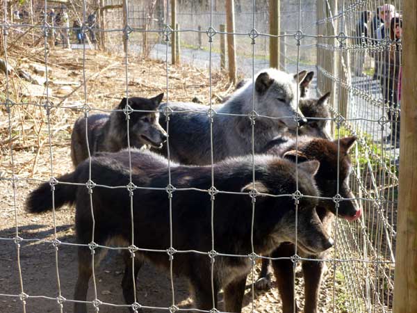 The big pack at the Wolf Sanctuary of Pennsylvania waiting to eat