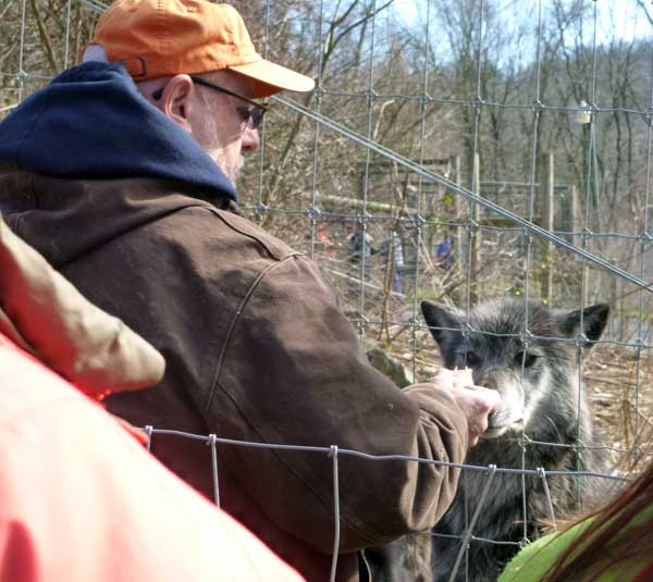 Tour guide Chuck Rineer at the Wolf Sanctuary of Pennsylvania feeding the big pack