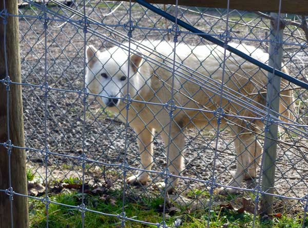 A white wolf at the Wolf Sanctuary of Pennsylvania