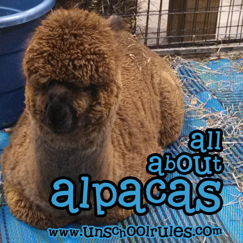 All About Alpacas unit study guide for homeschoolers and unschoolers