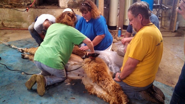 Shearing an alpaca