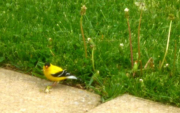 American Goldfinch in Pennsylvania yard