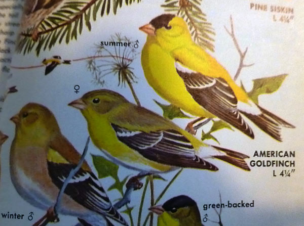 https://unschoolrules.com/wp-content/uploads/2013/05/goldfinch-bird-book-picture.jpg