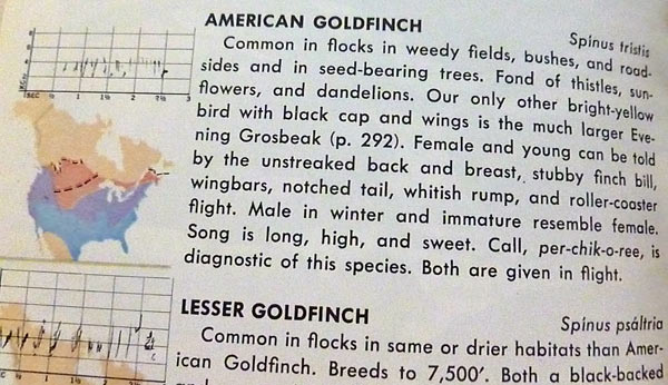 Description of what goldfinches eat from bird book