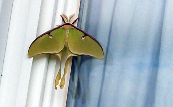 Close-up view of luna moth on Pennsylvania house window