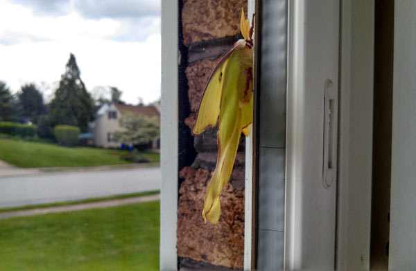 Close-up view of luna moth on Pennsylvania house window