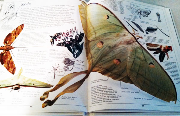 Luna moth information seen in Eyewitness Book