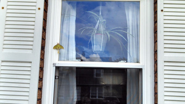 Luna moth on Pennsylvania house window