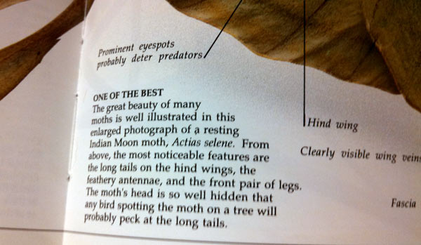 Description of luna moth from Eyewitness Book