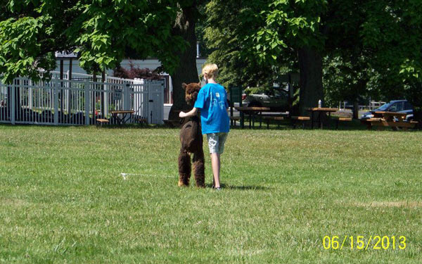 Backing up an alpaca at a 4-H agility show