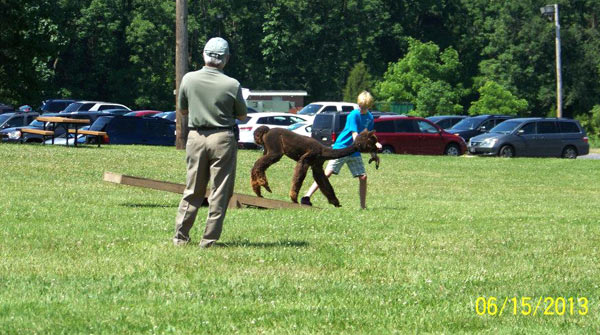 Taking an alpaca over a teeter-totter at a 4-H agility show